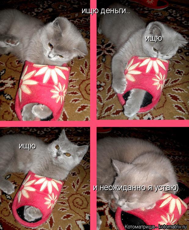 Котоматрица: ищю деньги.. ищю  ищю  ищю  и неожиданно я устаю)