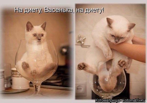Котоматрица: На диету, Васенька, на диету!