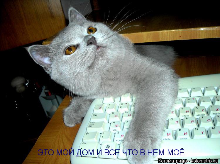 Котоматрица: ЭТО МОЙ ДОМ И ВСЕ ЧТО В НЕМ МОЁ