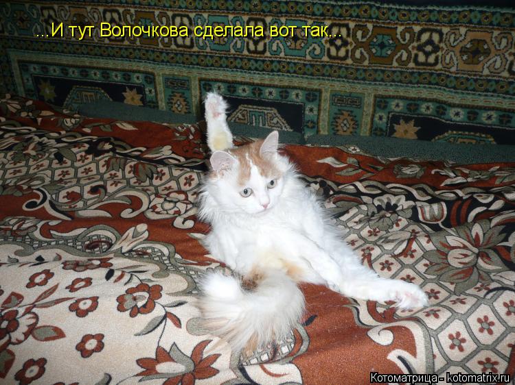 Котоматрица: ...И тут Волочкова сделала вот так...