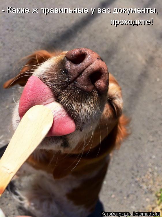 Котоматрица: - Какие ж правильные у вас документы,  проходите!