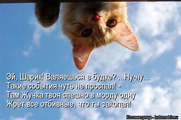 Эй, Шарик! Валяешься в будке? ...Ну-ну... Такие события чуть не проспал! - Там Жучка твоя спешно в мо... Котоматрица: Эй, Шарик! Валяешься в будке? ...Ну-ну... Такие события чуть не проспал! - Там Жучка твоя спешно в морду одну Жрёт все отбивные, что ты закопал!
