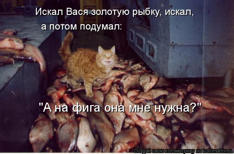 Котоматрица: Искал Вася золотую рыбку, искал, а потом подумал: "А на фига она мне нужна?"