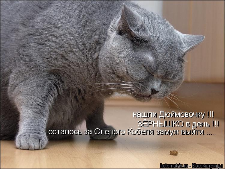 Котоматрица: нашли Дюймовочку !!! ЗЁРНЫШКО в день !!! осталось за Слепого Кобеля замуж выйти.....