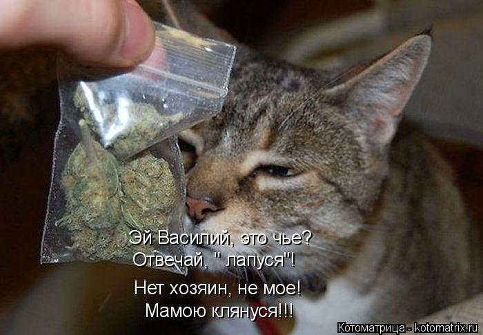 Котоматрица: Эй Василий, это чье? Нет хозяин, не мое! Мамою клянуся!!! Отвечай, " лапуся"!