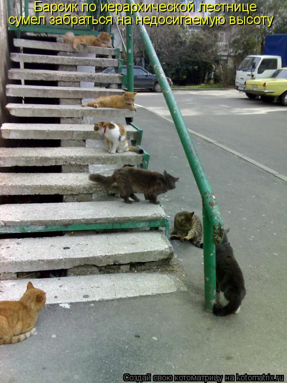 Котоматрица: Барсик по иерархической лестнице  сумел забраться на недосигаемую высоту