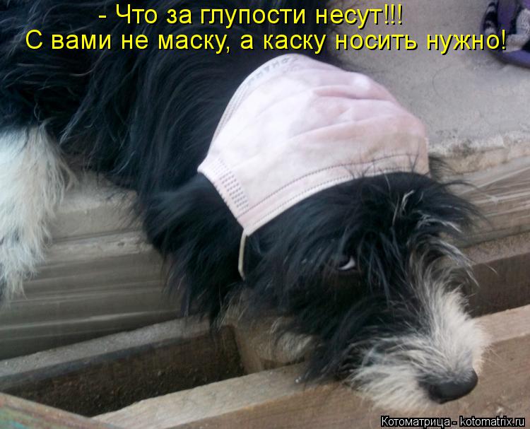 Котоматрица: - Что за глупости несут!!! С вами не маску, а каску носить нужно!