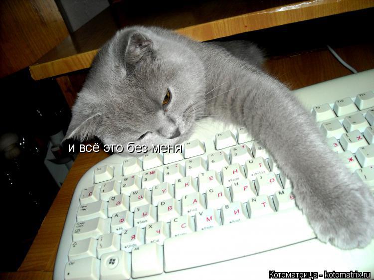 Котоматрица: и всё это без меня