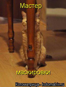 Котоматрица: Мастер маскировки