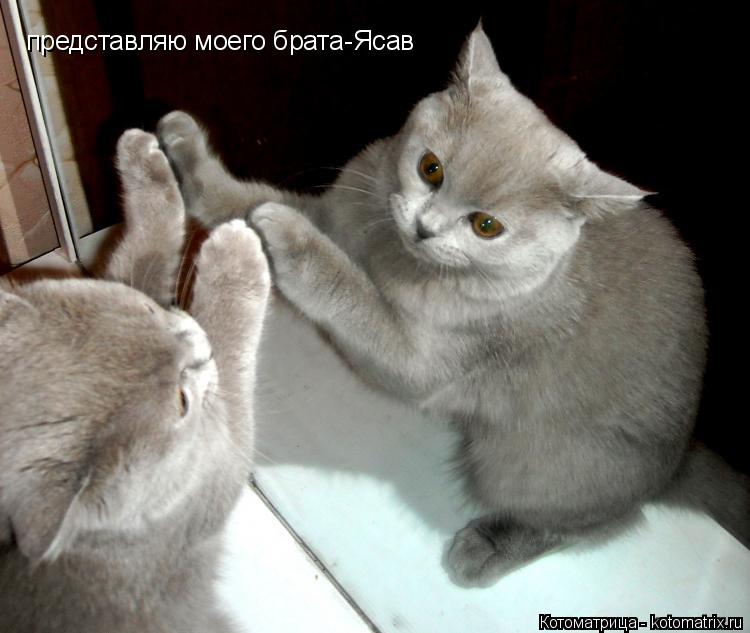Котоматрица: представляю моего брата-Ясав