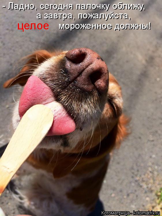 Котоматрица: - Ладно, сегодня палочку оближу, а завтра, пожалуйста,  целое  мороженное должны!