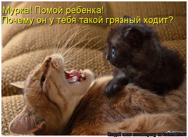 Котоматрица: Мурка! Помой ребенка! Почему он у тебя такой грязный ходит?