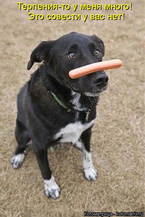 Котоматрица: Терпения-то у меня много! Это совести у вас нет!