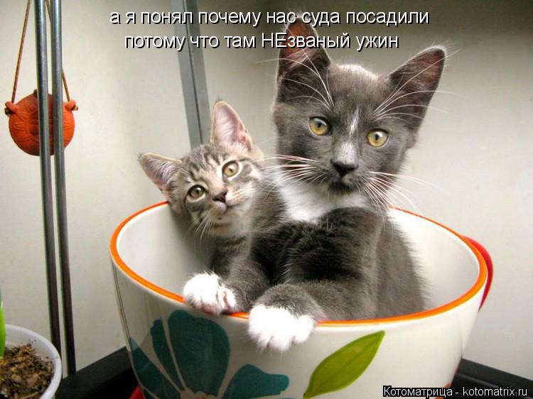 Котоматрица: а я понял почему нас суда посадили потому что там НЕзваный ужин