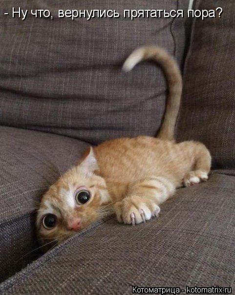 Котоматрица: - Ну что, вернулись прятаться пора?