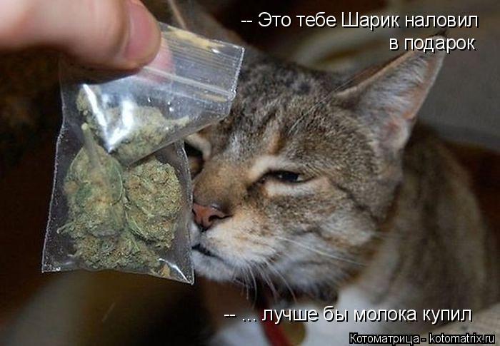 Котоматрица: -- Это тебе Шарик наловил в подарок -- ... лучше бы молока купил