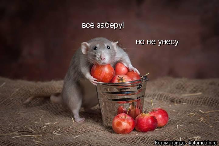 Котоматрица: всё заберу! но не унесу