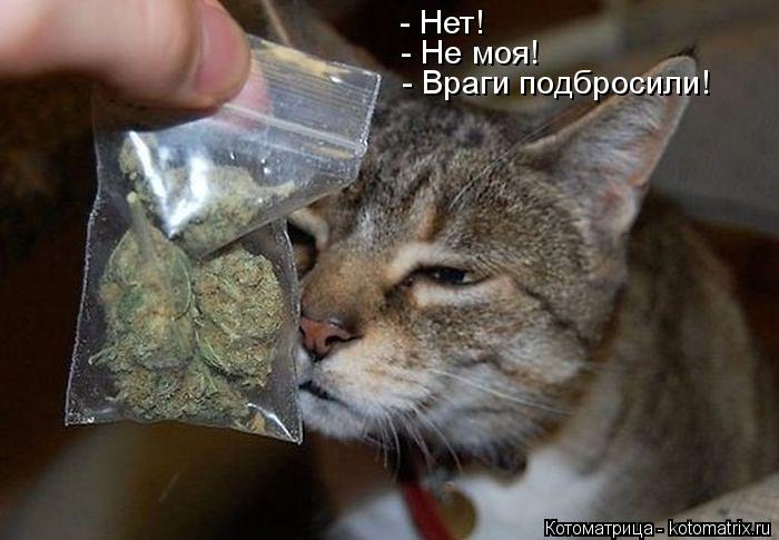 Котоматрица: - Нет!  - Не моя! - Враги подбросили!