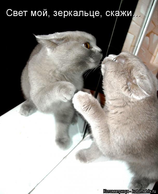 Котоматрица: Свет мой, зеркальце, скажи…
