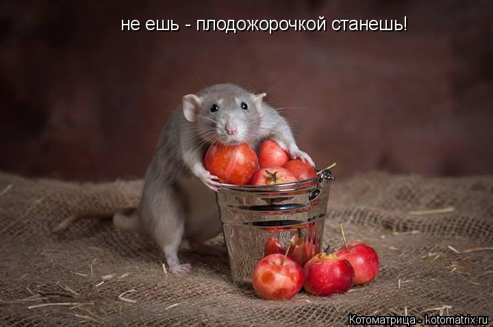 Котоматрица: не ешь - плодожорочкой станешь!