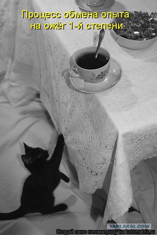 Котоматрица: Процесс обмена опыта на ожёг 1-й степени