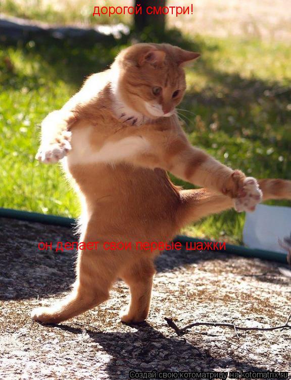 Котоматрица: дорогой смотри! он делает свои первые шажки