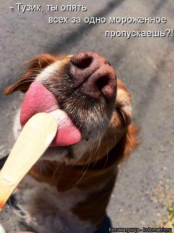 Котоматрица: - Тузик, ты опять  всех за одно мороженное  пропускаешь?!