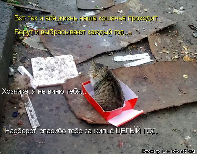 Котоматрица: Вот так и вся жизнь наша кошачья проходит... Берут и выбрасывают каждый год.... Хозяйка, я не виню тебя... Наоборот, спасибо тебе за жильё ЦЕЛЫЙ 
