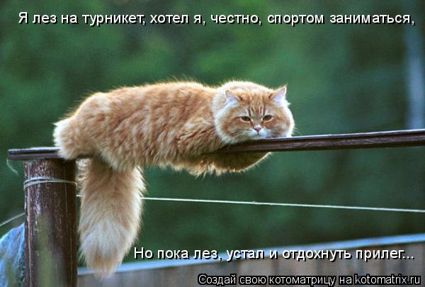 Котоматрица: Я лез на турникет, хотел я, честно, спортом заниматься, Но пока лез, устал и отдохнуть прилег...
