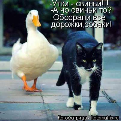 Котоматрица: -А чо свиньи то? -Утки - свиньи!!! -Обосрали все дорожки,собаки!