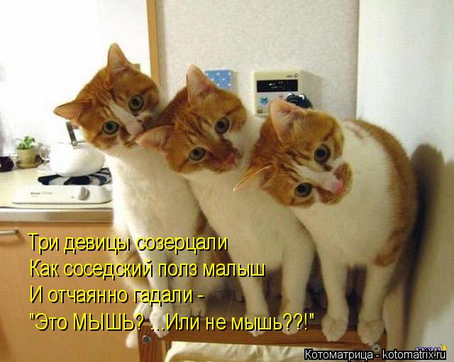 Котоматрица: Три девицы созерцали Как соседский полз малыш И отчаянно гадали - "Это МЫШЬ? ...Или не мышь??!"