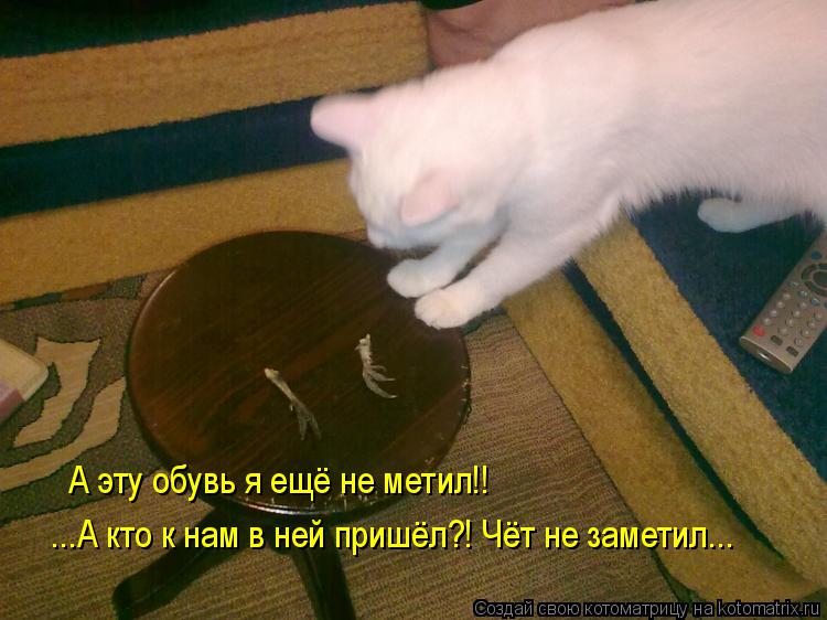 Котоматрица: А эту обувь я ещё не метил!! ...А кто к нам в ней пришёл?! Чёт не заметил...