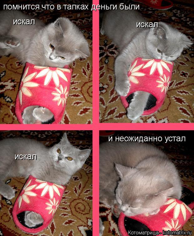 Котоматрица: помнится что в тапках деньги были искал искал искал и неожиданно устал