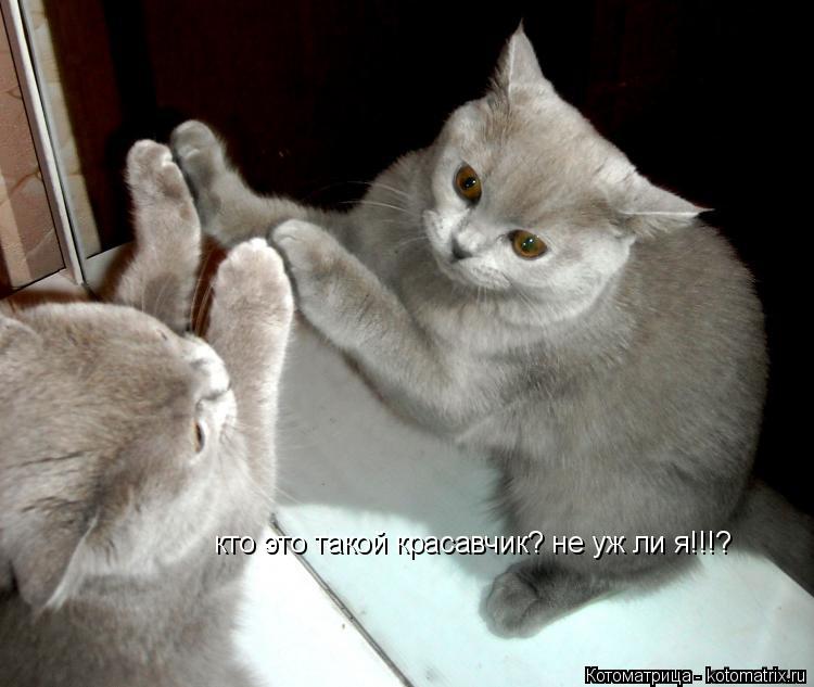 Котоматрица: кто это такой красавчик? не уж ли я!!!?