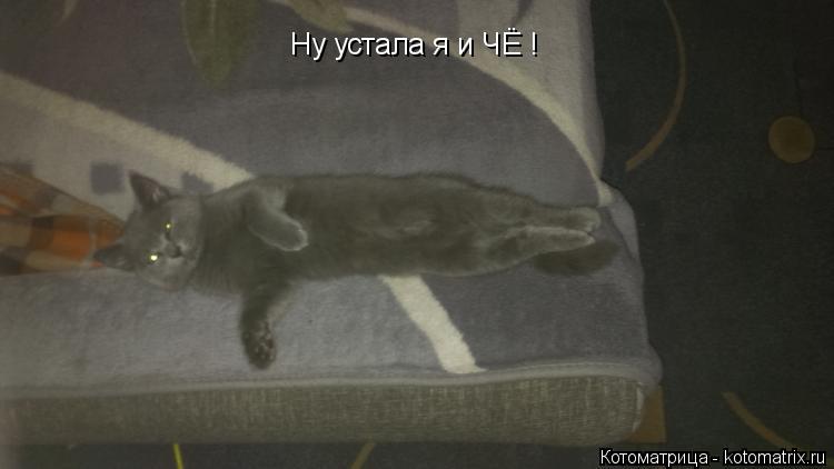 Котоматрица: Ну устала я и ЧЁ !