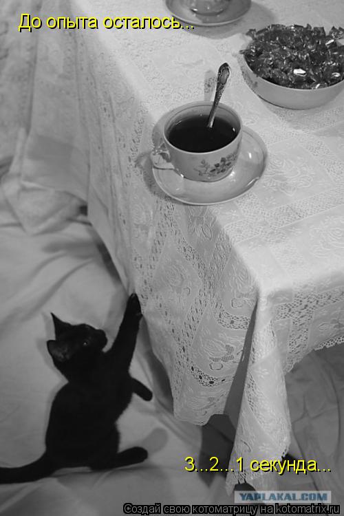 Котоматрица: 3...2...1 секунда... До опыта осталось...