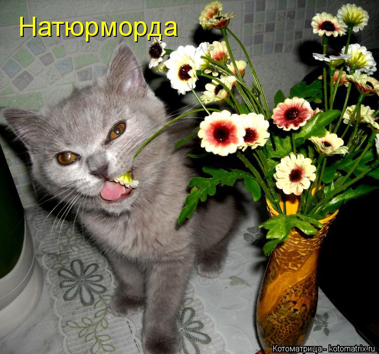 Котоматрица: Натюрморда