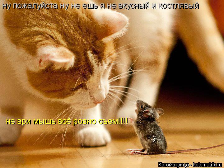 Котоматрица: ну пожалуйста ну не ешь я не вкусный и костлявый не ври мышь всё ровно съем!!!!