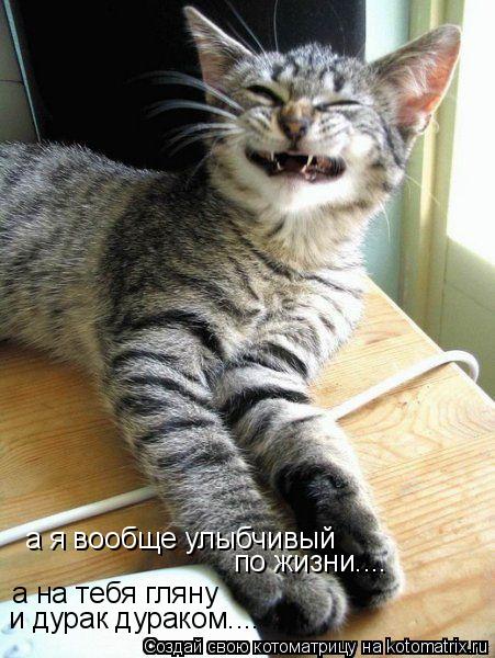 Котоматрица: а я вообще улыбчивый по жизни.... а на тебя гляну и дурак дураком....