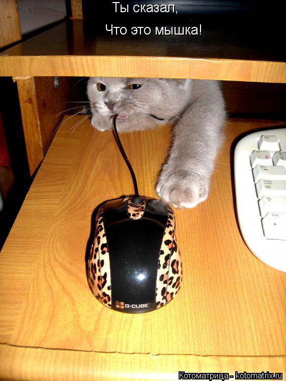 Котоматрица: Ты сказал, Что это мышка!