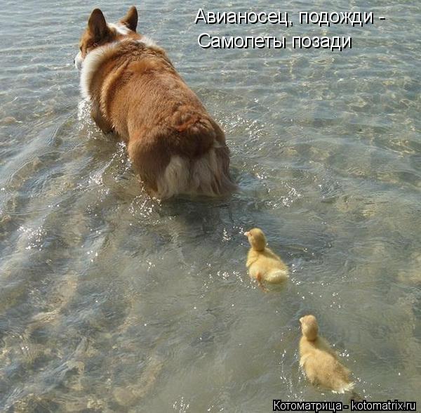 Котоматрица: Авианосец, подожди - Самолеты позади
