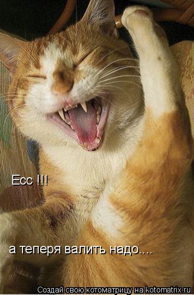 Котоматрица: Есс !!! а теперя валить надо....