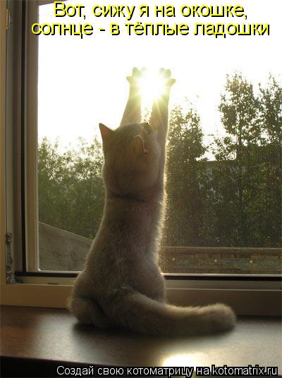 Котоматрица: Вот, сижу я на окошке,  солнце - в тёплые ладошки