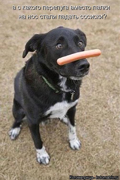Котоматрица: а с какого перепуга вместо палки на нос стали падать сосиски?