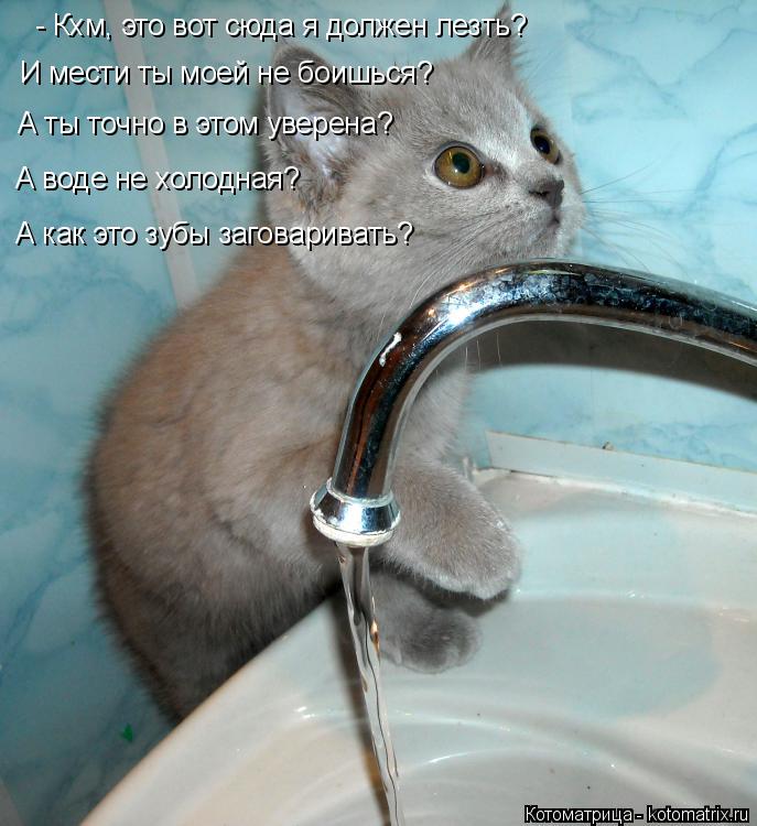 Котоматрица: - Кхм, это вот сюда я должен лезть? А ты точно в этом уверена? И мести ты моей не боишься?  А воде не холодная? А как это зубы заговаривать?