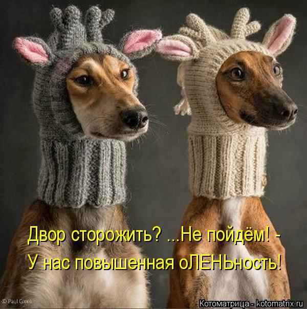Котоматрица: Двор сторожить? ...Не пойдём! - У нас повышенная оЛЕНЬность!