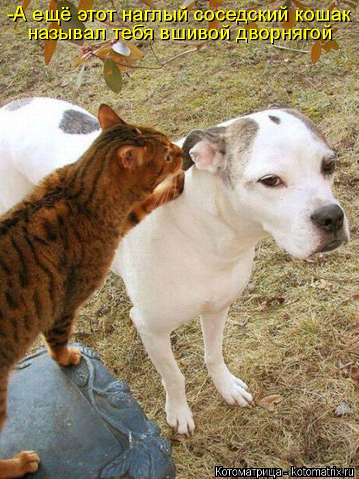 Котоматрица: -А ещё этот наглый соседский кошак называл тебя вшивой дворнягой