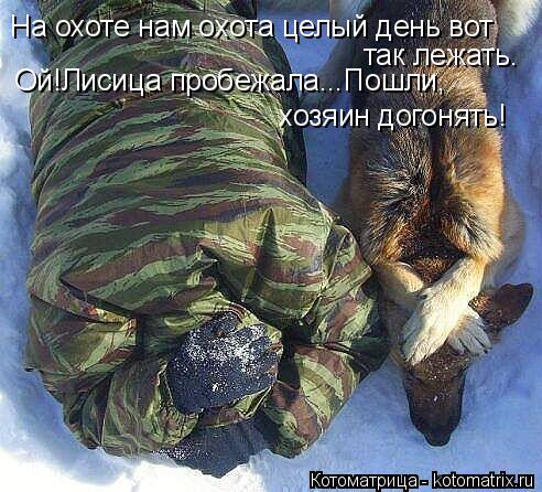 Котоматрица: На охоте нам охота целый день вот  так лежать. Ой!Лисица пробежала...Пошли, хозяин догонять!