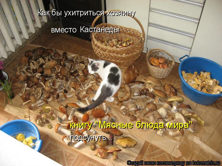 Котоматрица: Как бы ухитриться хозяину  подсунуть... вместо книгу "Мясные блюда мира" Кастанеды