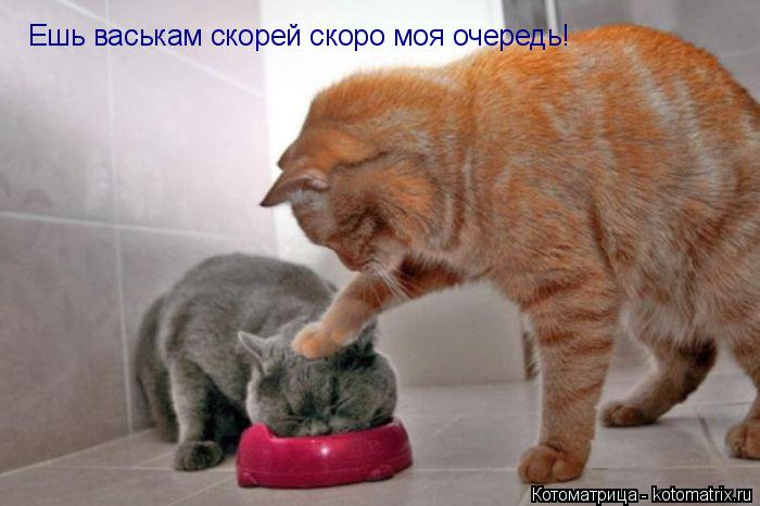 Котоматрица: Ешь васькам скорей скоро моя очередь!
